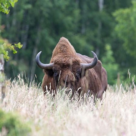 Bialowieski Raj Bialowieza Ngoại thất bức ảnh