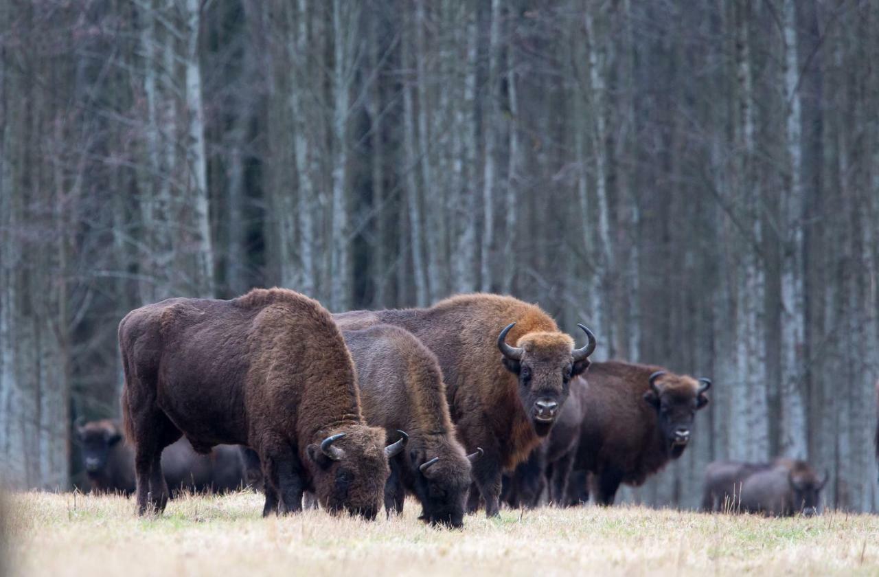 Bialowieski Raj Bialowieza Ngoại thất bức ảnh
