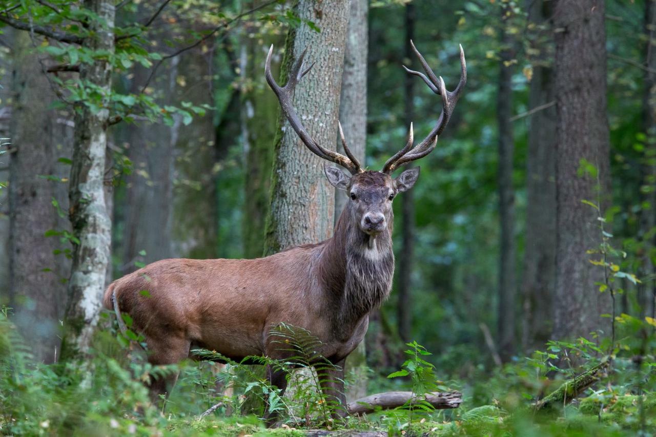 Bialowieski Raj Bialowieza Ngoại thất bức ảnh